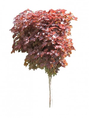 Klon pospolity 'Crimson Sentry' DUŻE SADZONKI wys. 200-250 cm, obwód pnia 10-12 cm (Acer platanoides)